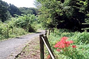 彼岸花の咲く座間谷戸山公園