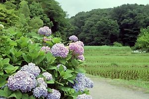 花菖蒲の咲く座間谷戸山公園