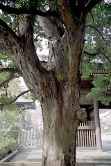宏善寺のイヌマキ