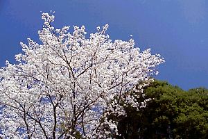 春の南大谷天神社