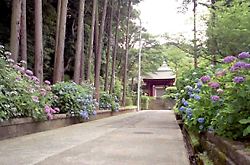 泉谷寺参道の紫陽花