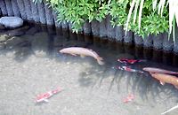 水郷田名−烏山用水の鯉