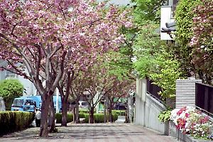 上野町の八重桜並木
