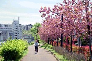 由木緑道の八重桜