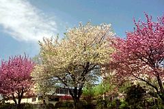 東浅川小学校の八重桜