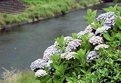 河岸の紫陽花