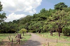 大倉山公園梅林