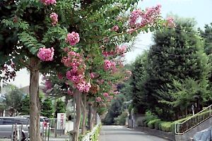 久保山町の百日紅並木