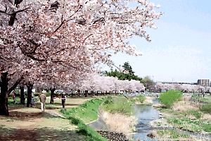 南浅川の桜並木