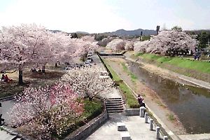 南浅川の桜並木