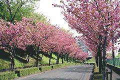八重桜の咲く西落通り