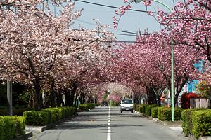 春の小山田桜台