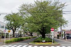 「旭が丘三丁目北」交差点から桜並木を見る