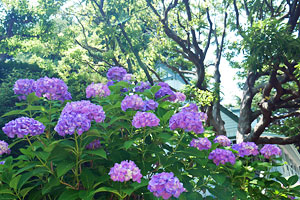 山手公園の紫陽花