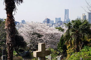 外国人墓地の桜