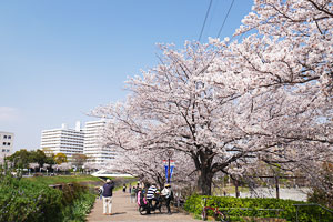桜咲く新横浜駅前公園