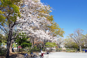 春の菊名池公園