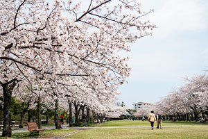 桜咲く富士見通り