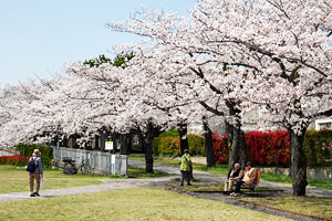 桜咲く富士見通り