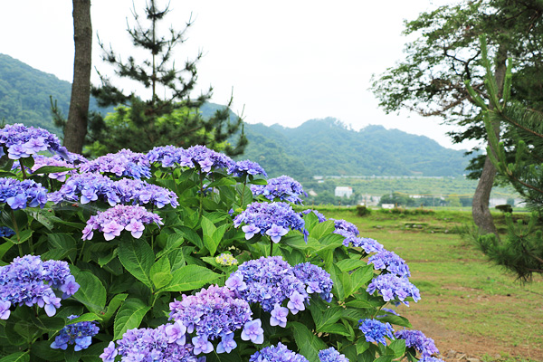 紫陽花の咲く相模川自然の村